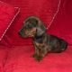 Minature daschund