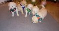 Lovely Golden Doodle Puppies for sale