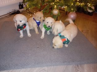 Lovely Golden Doodle Puppies for sale