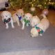 Lovely Golden Doodle Puppies for sale