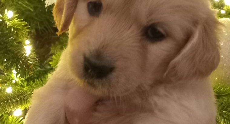 Lovely Golden Doodle Puppies for sale