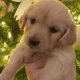 Lovely Golden Doodle Puppies for sale