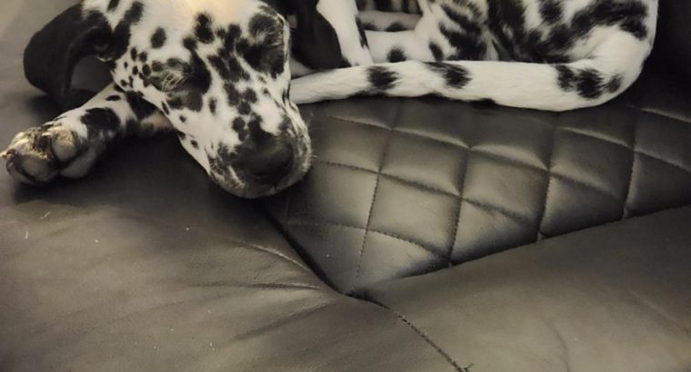 Dalmatian puppie