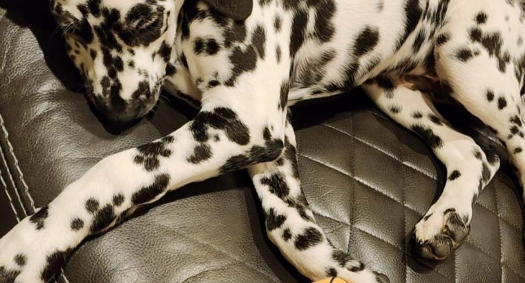 Dalmatian puppie