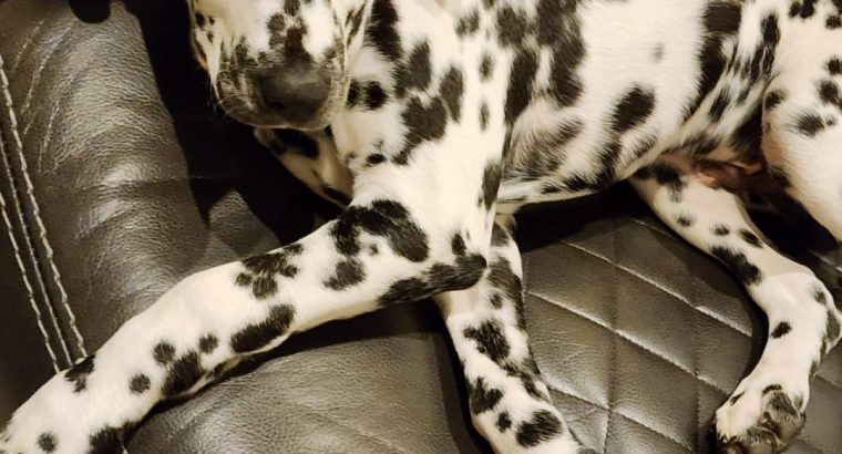 Dalmatian puppie