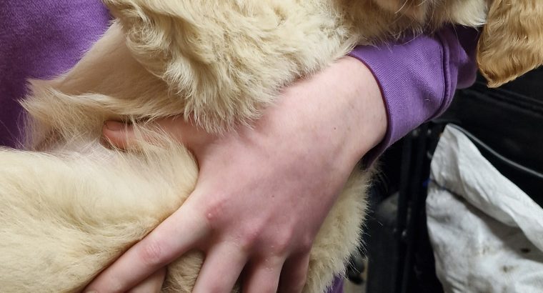 Beautiful Golden Retriever Puppies