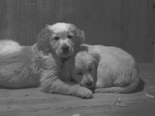 Beautiful Golden Retriever Puppies