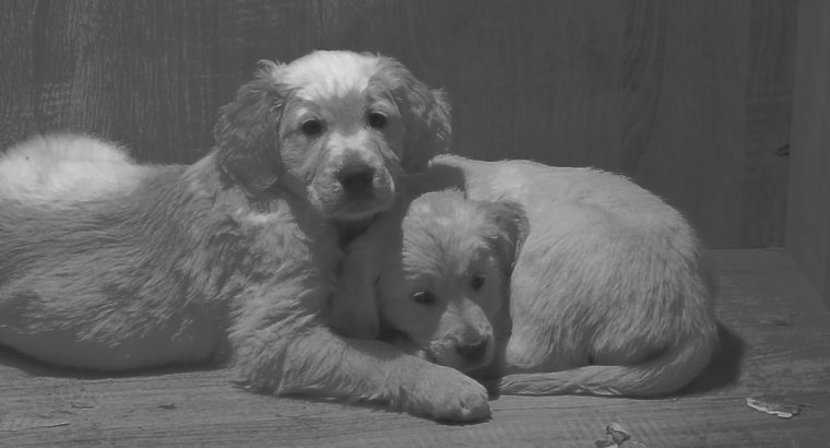 Beautiful Golden Retriever Puppies