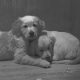 Beautiful Golden Retriever Puppies