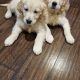 Beautiful Golden Retriever Puppies