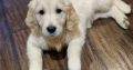 Beautiful Golden Retriever Puppies