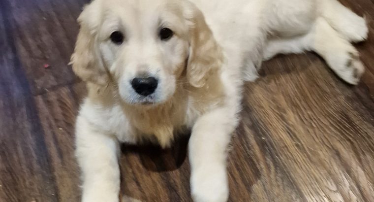 Beautiful Golden Retriever Puppies