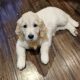 Beautiful Golden Retriever Puppies