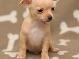 Only one Chihuahua x Yorkie boy left