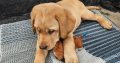 Golden Labrador Puppy Male