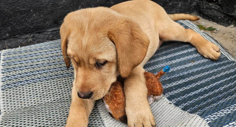 Golden Labrador Puppy Male