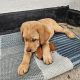 Golden Labrador Puppy Male