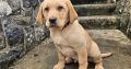 Golden Labrador Puppy Male