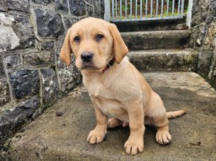 Golden Labrador Puppy Male