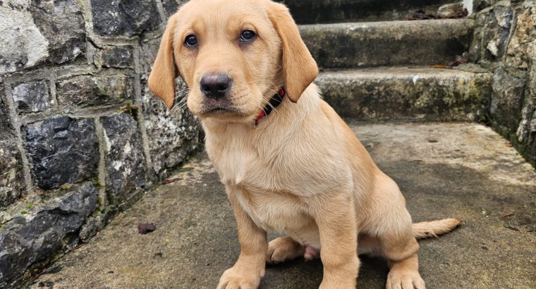 Golden Labrador Puppy Male