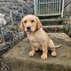 Golden Labrador Puppy Male