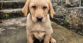 Golden Labrador Puppy Male