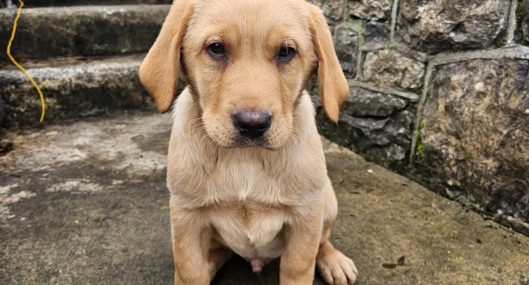 Golden Labrador Puppy Male