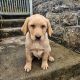 Golden Labrador Puppy Male