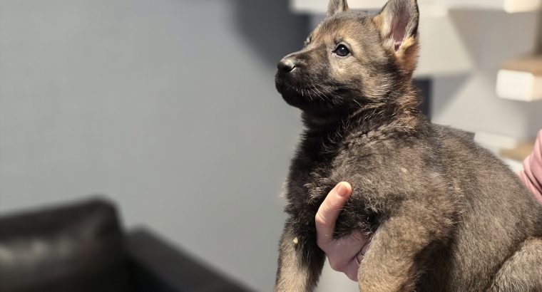 Premium German Shepherd puppy