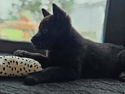 Premium German Shepherd Puppies in Roscrea