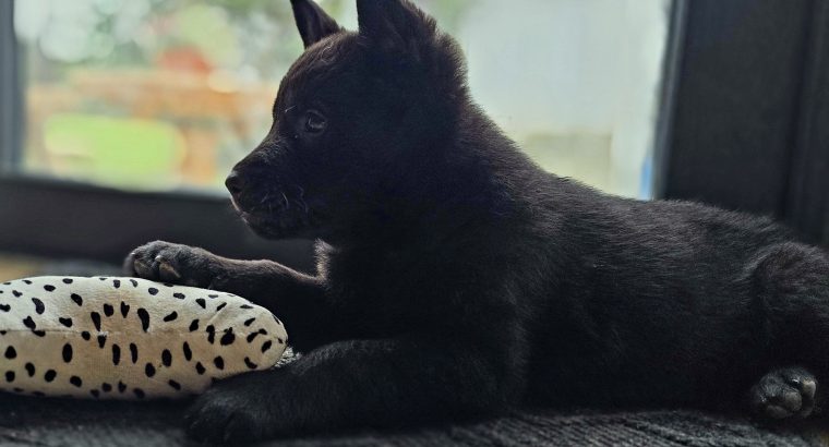 Premium German Shepherd puppy