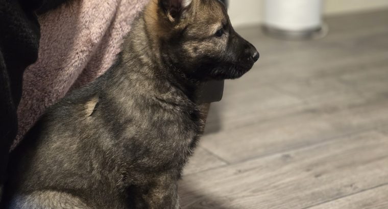 Premium German Shepherd puppy