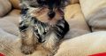 Biewer Yorkshire Terrier