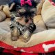 Biewer Yorkshire Terrier