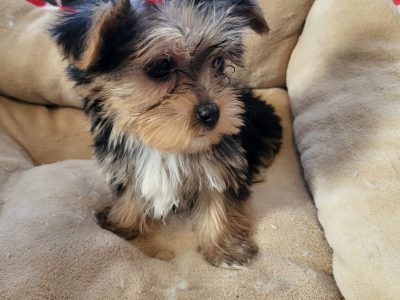 Biewer Yorkshire Terrier Puppies in Dublin