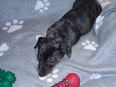 Dachshund Puppies for Sale in Roscommon