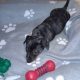 Miniature Dachshund puppies