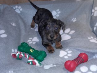 Miniature Dachshund puppies