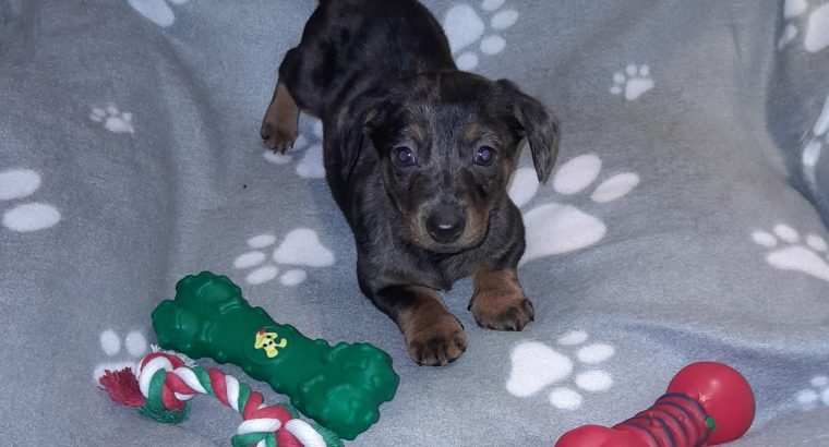 Miniature Dachshund puppies