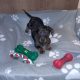 Miniature Dachshund puppies