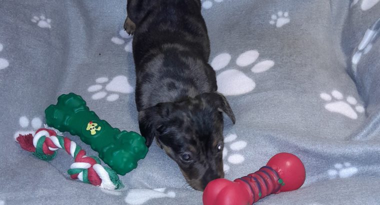 Miniature Dachshund puppies