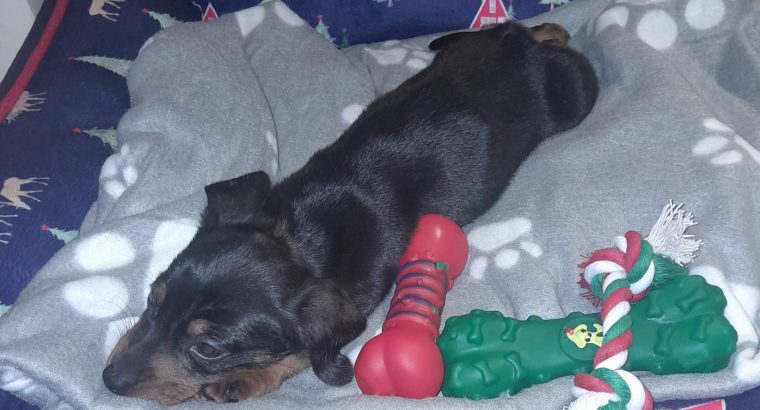 Miniature Dachshund puppies