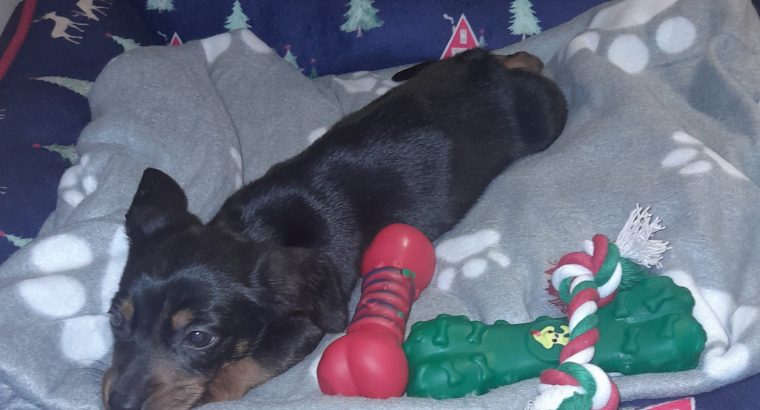 Miniature Dachshund puppies