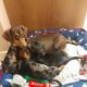 Miniature Dachshund puppies