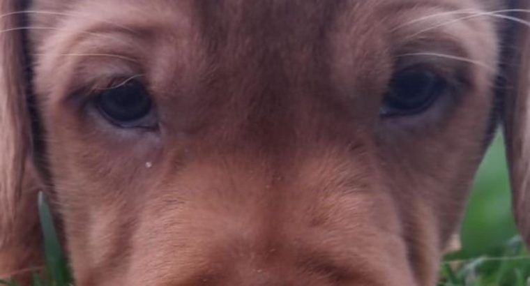 Purebred Fox Red Labrador Puppies