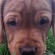 Purebred Fox Red Labrador Puppies