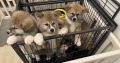 Purebred Akita Inu puppies for sale