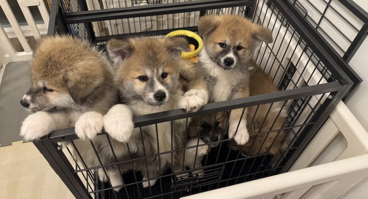 Purebred Akita Inu puppies for sale