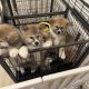 Purebred Akita Inu puppies for sale