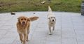 Beautiful Golden Retriever Puppies